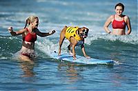 TopRq.com search results: Surf Dog Championship 2013, Coronado Bay Resort, California, United States