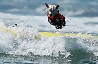 Fauna & Flora: Surf Dog Championship 2013, Coronado Bay Resort, California, United States