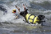 TopRq.com search results: Surf Dog Championship 2013, Coronado Bay Resort, California, United States