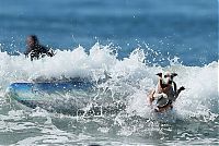 Fauna & Flora: Surf Dog Championship 2013, Coronado Bay Resort, California, United States