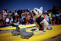 TopRq.com search results: Surf Dog Championship 2013, Coronado Bay Resort, California, United States