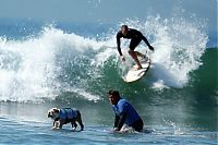 Fauna & Flora: Surf Dog Championship 2013, Coronado Bay Resort, California, United States