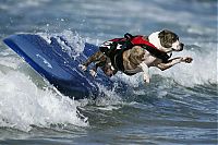 Fauna & Flora: Surf Dog Championship 2013, Coronado Bay Resort, California, United States