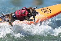 TopRq.com search results: Surf Dog Championship 2013, Coronado Bay Resort, California, United States