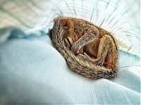 TopRq.com search results: Abandoned baby squirrel rescued by Paul Williams