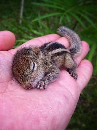 TopRq.com search results: Abandoned baby squirrel rescued by Paul Williams