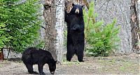 Fauna & Flora: playful bear