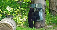 Fauna & Flora: playful bear