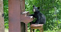Fauna & Flora: playful bear