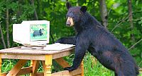 TopRq.com search results: playful bear