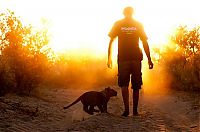 TopRq.com search results: Living with lions by Nicolai Frederik Bonnén Rossen, Kalahari desert of Botswana