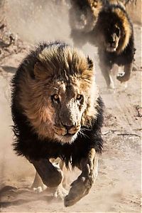 Fauna & Flora: Living with lions by Nicolai Frederik Bonnén Rossen, Kalahari desert of Botswana