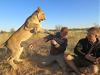 TopRq.com search results: Living with lions by Nicolai Frederik Bonnén Rossen, Kalahari desert of Botswana