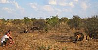 TopRq.com search results: Living with lions by Nicolai Frederik Bonnén Rossen, Kalahari desert of Botswana