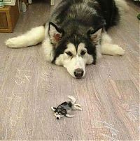 TopRq.com search results: husky dog with a husky doll