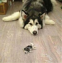 Fauna & Flora: husky dog with a husky doll