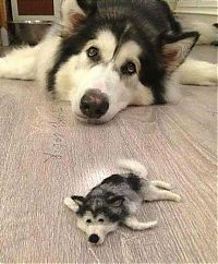 Fauna & Flora: husky dog with a husky doll