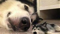 Fauna & Flora: husky dog with a husky doll