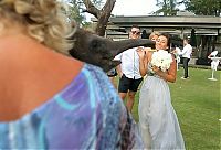 Fauna & Flora: baby elephant kissed the bride