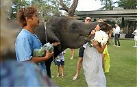 Fauna & Flora: baby elephant kissed the bride