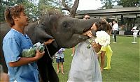 Fauna & Flora: baby elephant kissed the bride