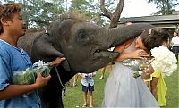Fauna & Flora: baby elephant kissed the bride