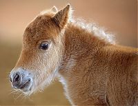 animal photography