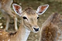 animal photography