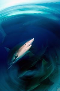 Fauna & Flora: Underwater photography by Todd Bretl