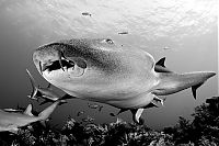 TopRq.com search results: Underwater photography by Todd Bretl