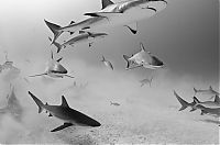 TopRq.com search results: Underwater photography by Todd Bretl