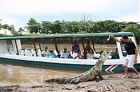 Fauna & Flora: Crocodile river adventure, Tarcoles River, Tarcoles, Costa Rica