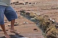 Fauna & Flora: Crocodile river adventure, Tarcoles River, Tarcoles, Costa Rica