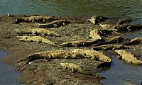 Fauna & Flora: Crocodile river adventure, Tarcoles River, Tarcoles, Costa Rica