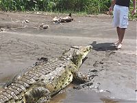 Fauna & Flora: Crocodile river adventure, Tarcoles River, Tarcoles, Costa Rica