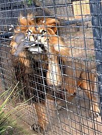 Fauna & Flora: lion against a pigeon