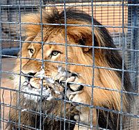 Fauna & Flora: lion against a pigeon