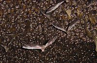 Fauna & Flora: bats in the cave