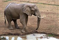 TopRq.com search results: elephant with its trunk grabbed by crocodile