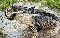 TopRq.com search results: alligator eats an alligator