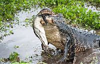 Fauna & Flora: alligator eats an alligator