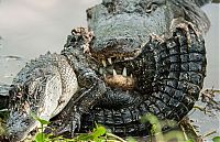 TopRq.com search results: alligator eats an alligator