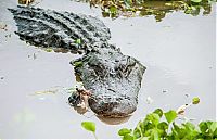 Fauna & Flora: alligator eats an alligator