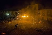 Fauna & Flora: Toro Jubilo, Toro de fuego, Medinaceli, Spain