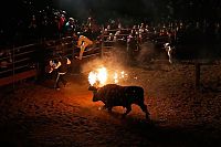 Fauna & Flora: Toro Jubilo, Toro de fuego, Medinaceli, Spain
