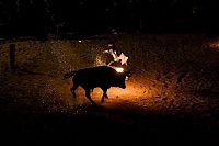 Fauna & Flora: Toro Jubilo, Toro de fuego, Medinaceli, Spain