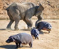 Fauna & Flora: angry elephant attacks a hippopotamus