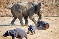 Fauna & Flora: angry elephant attacks a hippopotamus