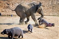 Fauna & Flora: angry elephant attacks a hippopotamus