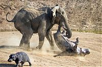 Fauna & Flora: angry elephant attacks a hippopotamus